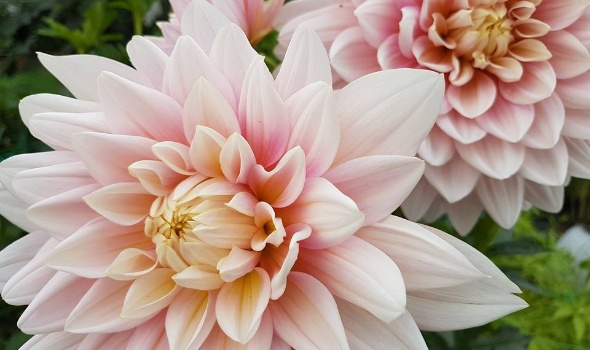 20431686 1812584005435435 3792792426423172080 n 1