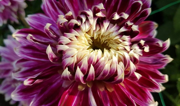 20770345 1828042480556254 6225412037769983929 n 1