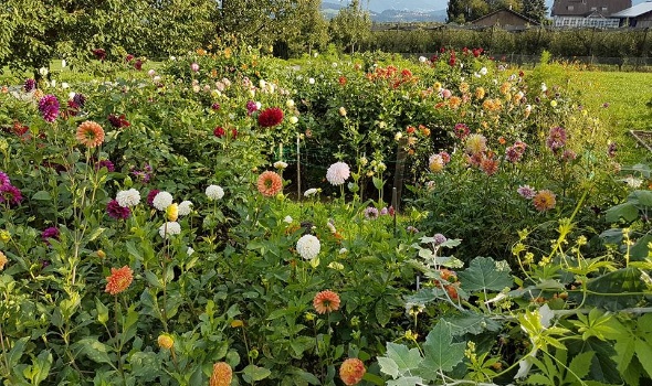 21231242 1850353611658474 7096559005630638146 n 1