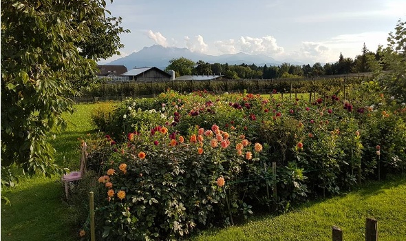 21231292 1850353421658493 4102224472839206216 n 1