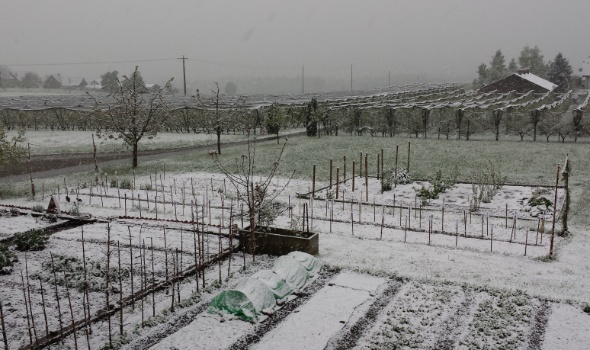 schneedahlien schneedahlien