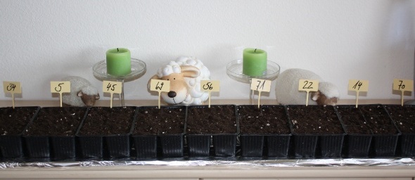 Dahliensaemlinge 2015 Dahliensaemlinge 2015