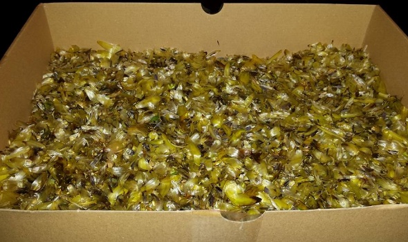 dahliensamen dahliensamen