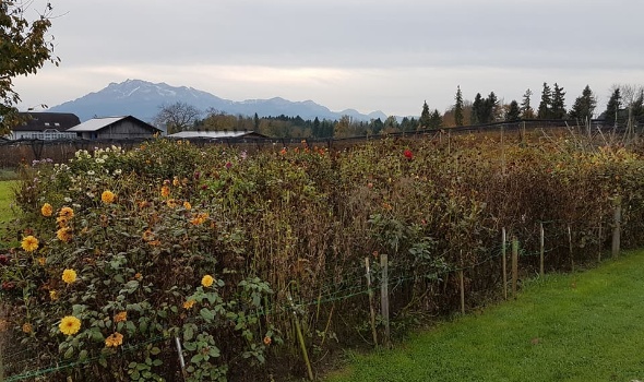 23231424 1912517595442075 8160398531891159237 n