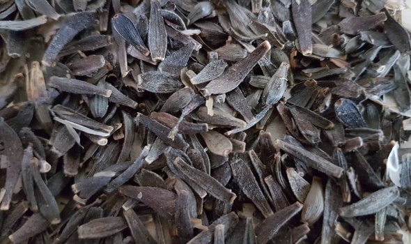 29496233 2082195555140944 1340492211390967967 n 29496233 2082195555140944 1340492211390967967 n