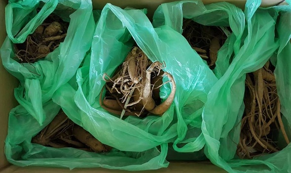 31224203 2122596187767547 7126881722489842266 n 31224203 2122596187767547 7126881722489842266 n