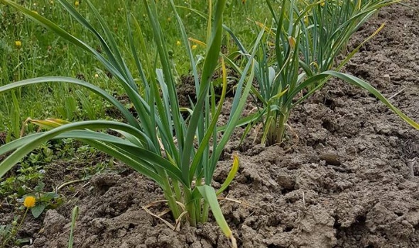 31345102 2124856107541555 5219792188000721614 n 31345102 2124856107541555 5219792188000721614 n