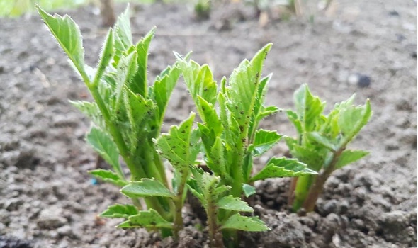 33429725 2156576757702823 5558100659309379584 n 33429725 2156576757702823 5558100659309379584 n