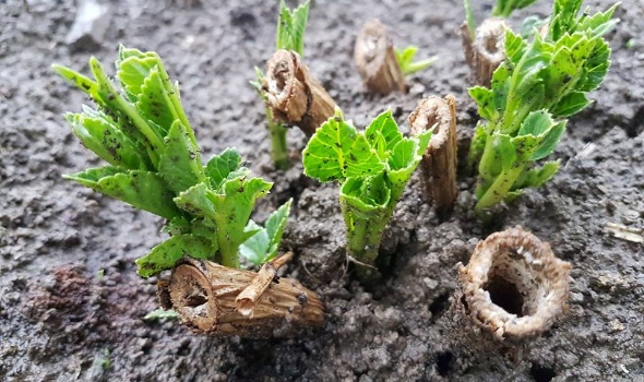 33602812 2161203243906841 6033148489200828416 n 33602812 2161203243906841 6033148489200828416 n