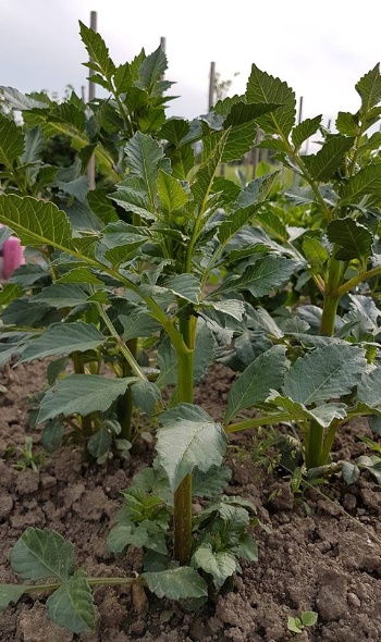 34303568 2171791856181313 7198856738513092608 n 34303568 2171791856181313 7198856738513092608 n