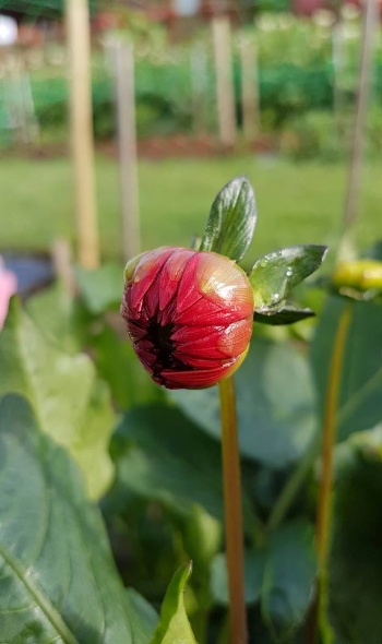 35201922 2186035621423603 8818520916225949696 n 35201922 2186035621423603 8818520916225949696 n