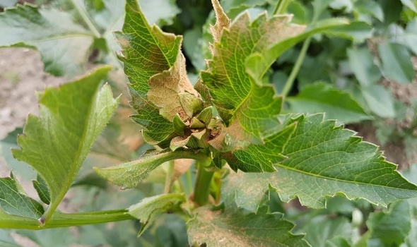 35475276 2191627190864446 5969037439358992384 n 35475276 2191627190864446 5969037439358992384 n