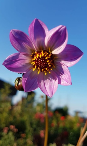 36408597 2214149248612240 2434586668250955776 n