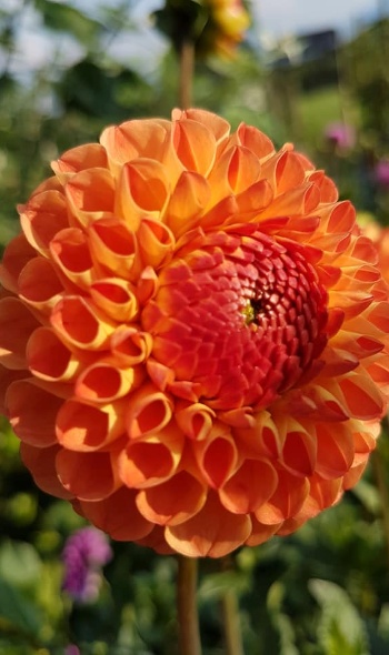 36774729 2228192073874624 5946825655210475520 n