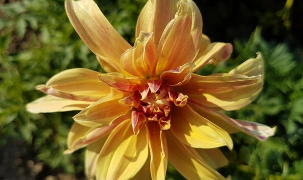 36789515 2228191917207973 8872943619359637504 n