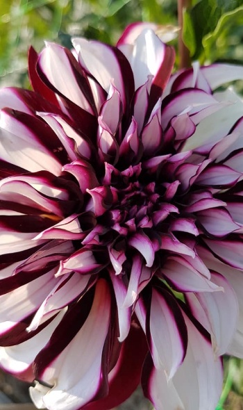 36853367 2228192617207903 3227775679378489344 n