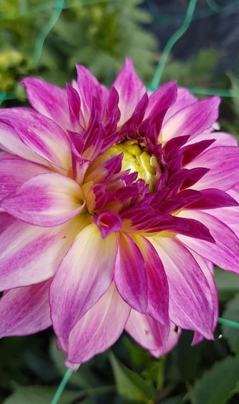 36879477 2228192483874583 2744348041875030016 n