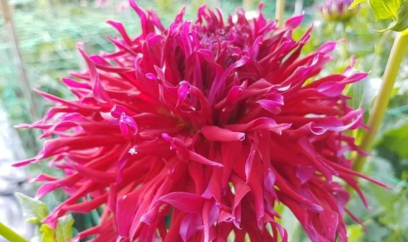 36889516 2228192327207932 5701950650334576640 n