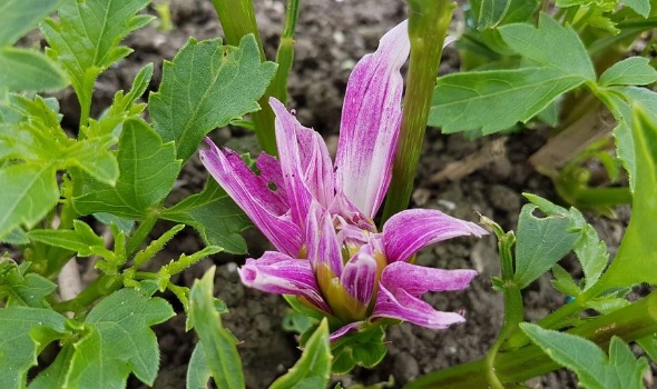 83710067 3648057195221431 5712480806316954433 o 83710067 3648057195221431 5712480806316954433 o