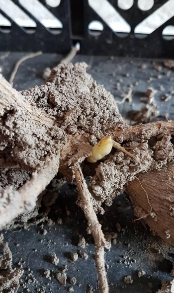 92460277 3469014796459006 5910975090744360960 n