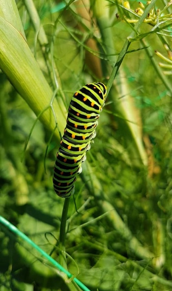 106165086 3706790386014778 4413912600710064174 n