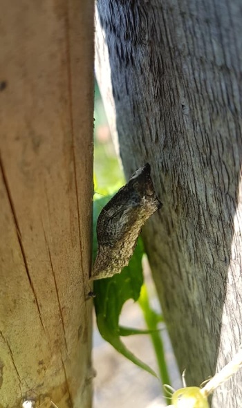 106812956 3706790259348124 1619801036296911762 n