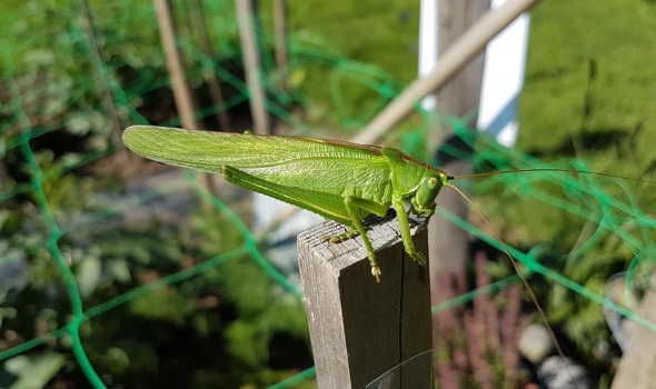 107083548 3706790206014796 3958599310343640092 n