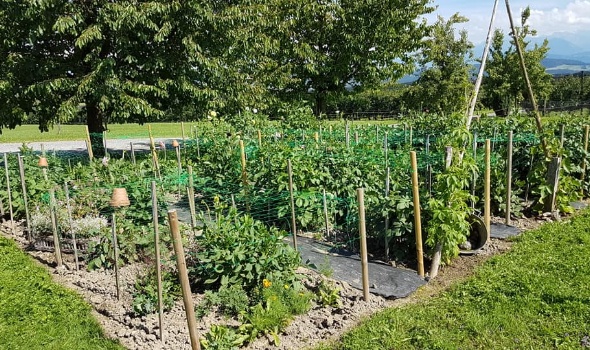 113893883 3757153414311808 4651813006532914703 n