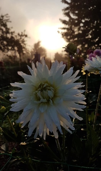 117194180 3806733226020493 4168689030345191607 n 117194180 3806733226020493 4168689030345191607 n