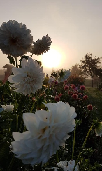 117285609 3806733169353832 5438581860615072908 n