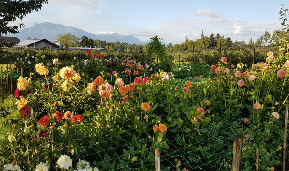 118057515 3846660905361058 2087216488330019970 n