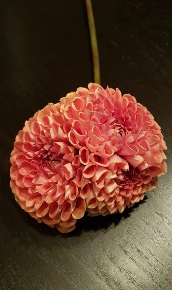 118168535 3866482036712278 251868124301584986 n 118168535 3866482036712278 251868124301584986 n