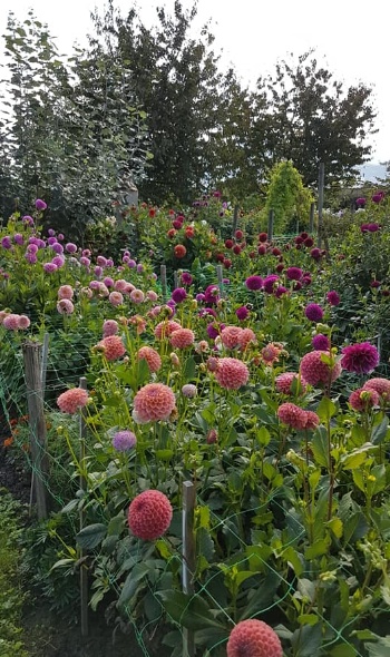 118857663 3904071542953327 7598745209123089084 n