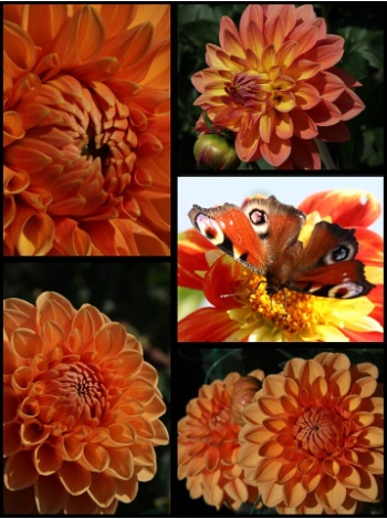 119163355 3926998757327272 3173085669284010900 n