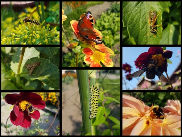 PhotoCollage 1601623715775 resized PhotoCollage 1601623715775 resized