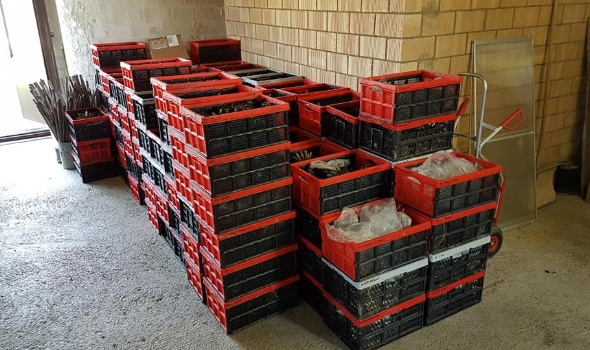 57186054 2685170148176812 4757076073055780864 n