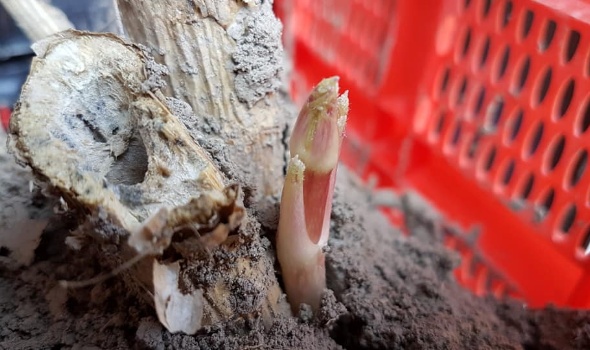 57338736 2685170264843467 2032675027534479360 n 57338736 2685170264843467 2032675027534479360 n