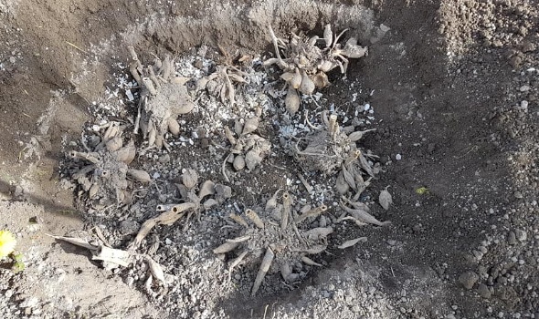 57909116 2695849423775551 179396733799759872 n