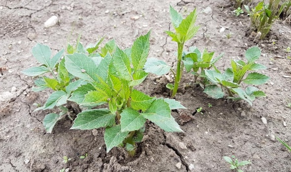 61037722 2753691054658054 1003295418223689728 n 61037722 2753691054658054 1003295418223689728 n