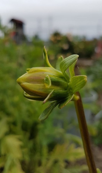 62077279 2775194859174340 5350082018635939840 o 62077279 2775194859174340 5350082018635939840 o