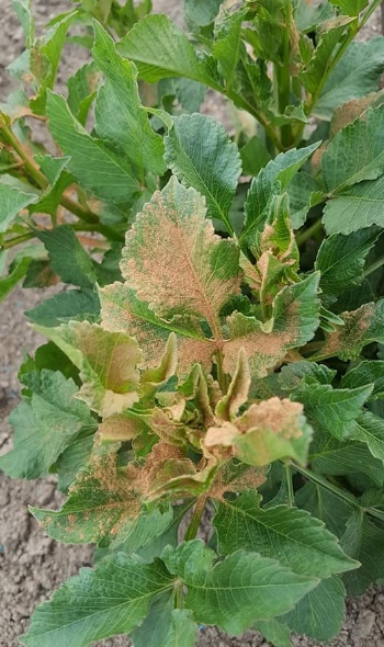 65304604 2801400069887152 8256855750731628544 n 65304604 2801400069887152 8256855750731628544 n