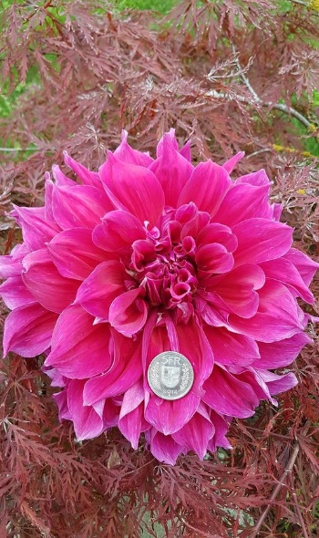 68903145 2926091010751390 8204886466061402112 o 68903145 2926091010751390 8204886466061402112 o