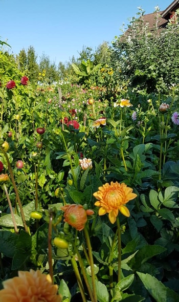 69207805 2933923736634784 2452691226713915392 n