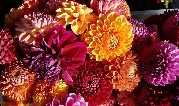 69283469 2933923863301438 8882218854638419968 n 69283469 2933923863301438 8882218854638419968 n