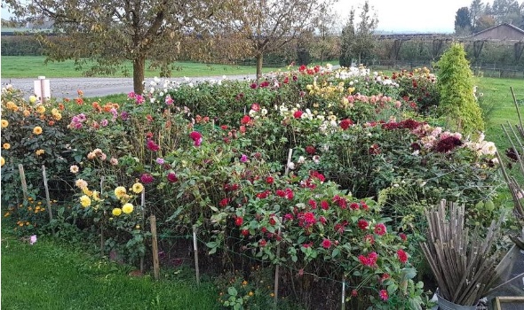 74376071 3051346051559218 1121079729470832640 o