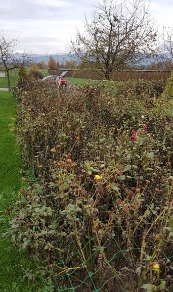 74883918 3099913006702522 5276203568917905408 n