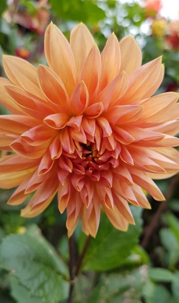 146197928 4350730731620737 7348853133643410210 n