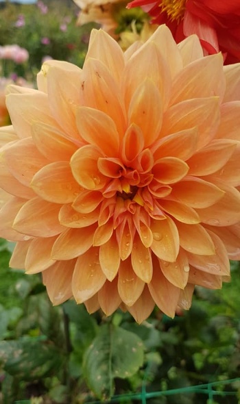 146254802 4350730791620731 7201614153147234116 n 146254802 4350730791620731 7201614153147234116 n