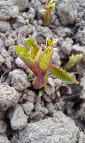 185172376 4639230489437425 8859221007628494229 n 185172376 4639230489437425 8859221007628494229 n