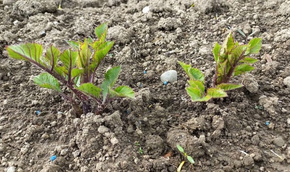 187269219 4660902117270262 2944815972554080364 n 187269219 4660902117270262 2944815972554080364 n